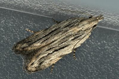 <i>Anarsia innoxiella</i>