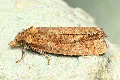 <i>Phtheochroa inopiana</i>