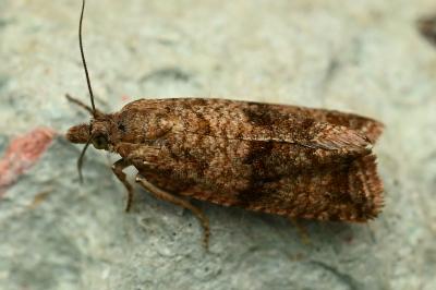 <i>Celypha striana</i>