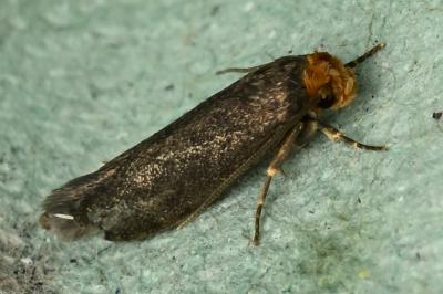 <i>Cephimallota crassiflavella</i>