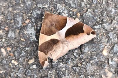 <i>Dysgonia algira</i>