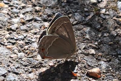 <i>Quercusia quercus</i>
