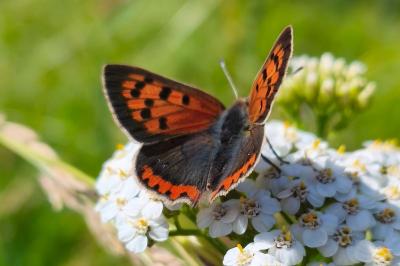 <i>Lycaena phlaeas</i>
