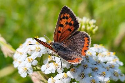 <i>Lycaena phlaeas</i>