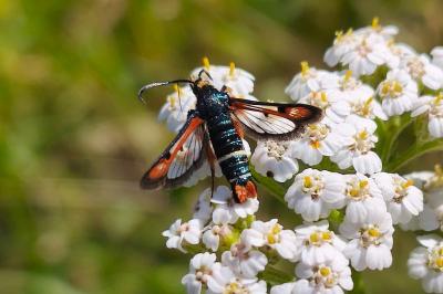 <i>Pyropteron chrysidiforme</i>