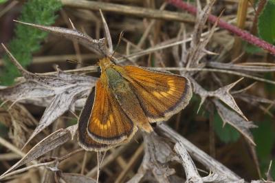 <i>Thymelicus acteon</i>
