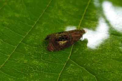 <i>Olethreutes arcuella</i>