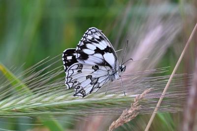<i>Melanargia galathea</i>