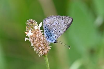 <i>Polyommatus icarus</i>