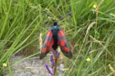 <i>Zygaena trifolii</i>
