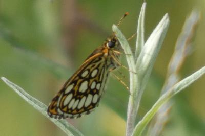<i>Heteropterus morpheus</i>