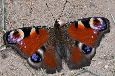 <i>Aglais io</i>