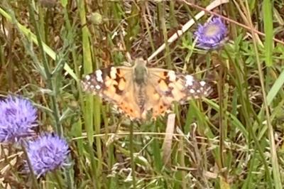 <i>Vanessa cardui</i>