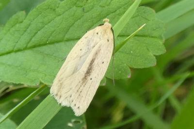 <i>Agonopterix pallorella</i>