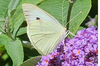<i>Pieris brassicae</i>