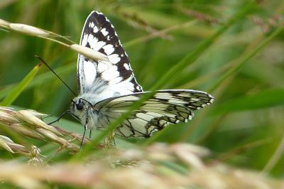 <i>Melanargia galathea</i>