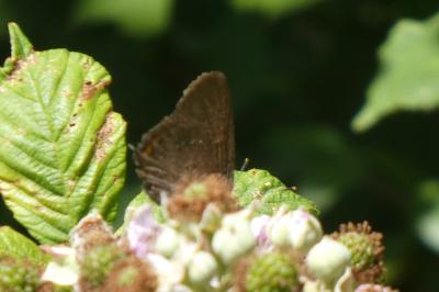 <i>Satyrium ilicis</i>