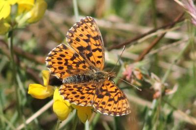 <i>Boloria dia</i>