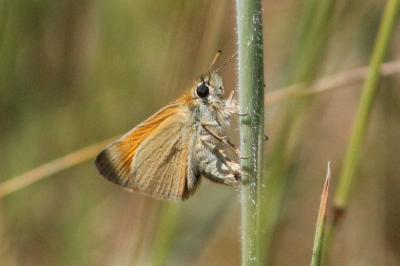 <i>Thymelicus sylvestris</i>