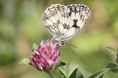 <i>Melanargia galathea</i>