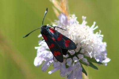 <i>Zygaena filipendulae</i>