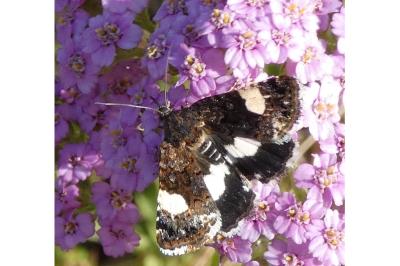 <i>Tyta luctuosa</i>