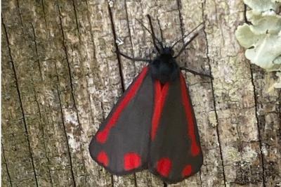 <i>Tyria jacobaeae</i>