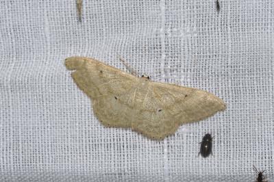 Idaea deversaria