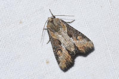 Lateroligia ophiogramma