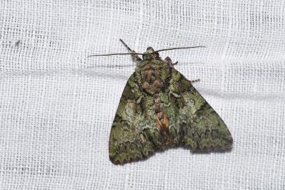 Polyphaenis sericata