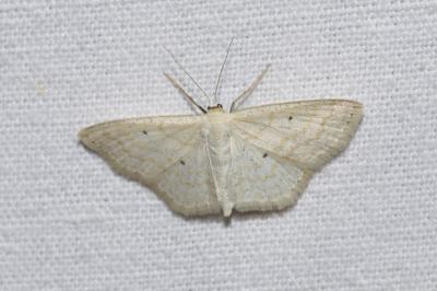 Scopula immutata