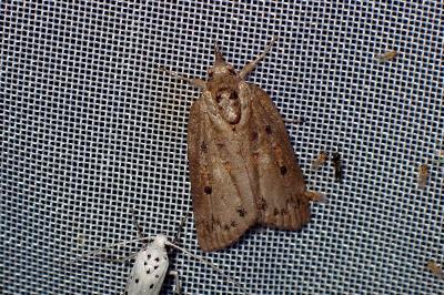 Nycteola revayana