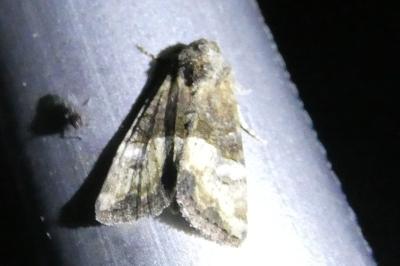 <i>Mesoligia furuncula</i>