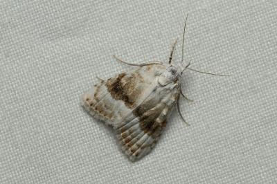 Meganola albula