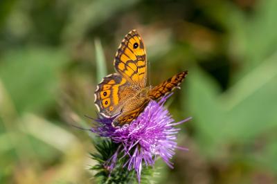 <i>Lasiommata megera</i>