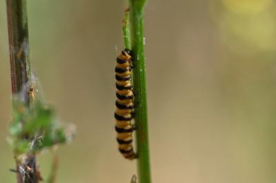 <i>Tyria jacobaeae</i>
