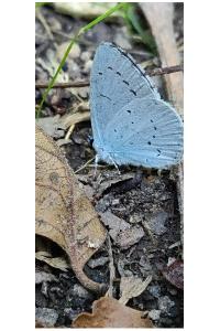 <i>Celastrina argiolus</i>