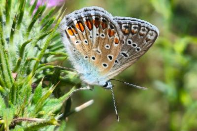 <i>Polyommatus icarus</i>
