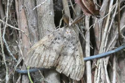<i>Lymantria dispar</i>