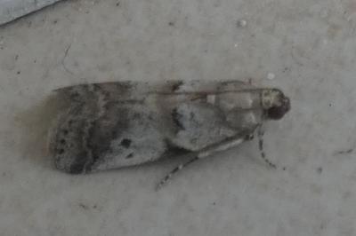 <i>Acrobasis fallouella</i>