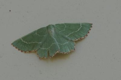 <i>Thalera fimbrialis</i>
