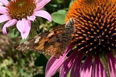 <i>Vanessa cardui</i>