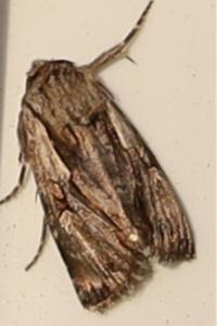 <i>Chloantha hyperici</i>