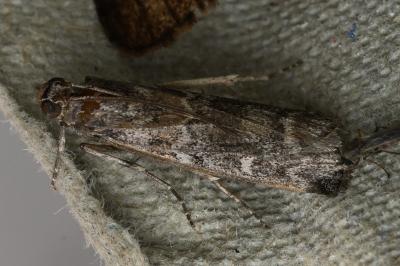 <i>Dioryctria</i>