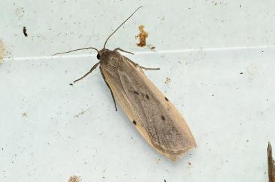 <i>Pelosia muscerda</i>