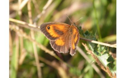 <i>Pyronia tithonus</i>