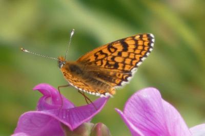 <i>Melitaea cinxia</i>
