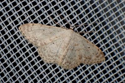 <i>Scopula marginepunctata</i>