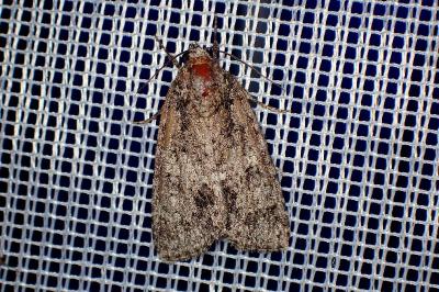 <i>Acronicta megacephala</i>