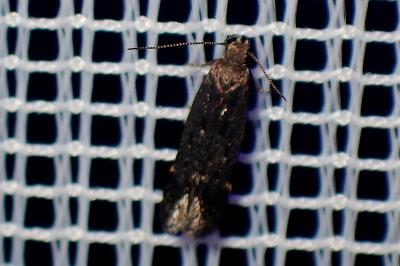 <i>Aroga velocella</i>